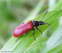 Omophlus sp.' lepturoides'