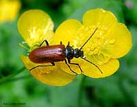 Omophlus sp.