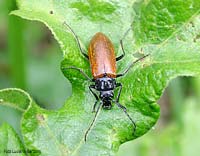 Alleculidae Omophlus sp.
