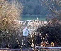 cinghiale in lontananza