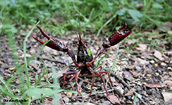 Procambarus clarkii