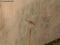 Geco sul muro