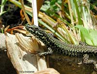 Lucertola Podarcis muralis