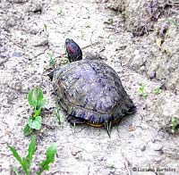 Tartaruga Trachemys scripta elegans