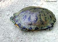 Tartaruga Trachemys scripta elegans
