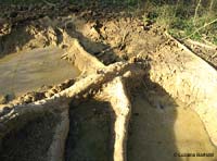 profonde buche portano in evidenza le radici dei pini