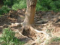 tronco di pino sbucciato dai cinghiali
