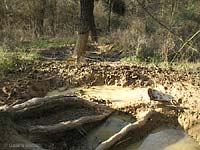 profonde buche alla base di un pino provocate dai cinghiali