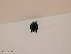 Pipistrello nelle rampe delle scale