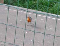 Pettirosso