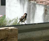 Passero maschio
