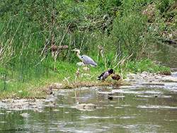 Airone cenerino e germani