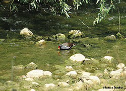 gallinella d'acqua che mangia alghe