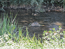 gallinelle d'acqua che cova