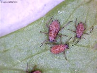 Afide brizzolati