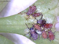Afidi brizzolati Afidi brizzolati