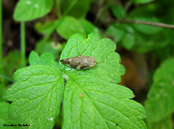 Aphrophora alni
