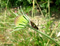 Philaenus spumarius