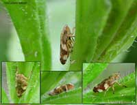 Philaenus spumarius