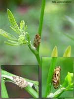 Philaenus spumarius