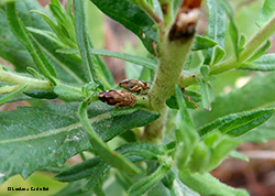 Philaenus spumarius