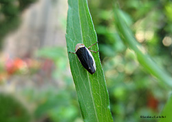 Philaenus spumarius con strisce