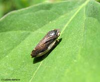 Philaenus spumarius