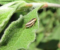 Philaenus spumarius con strisce