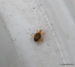 Acaro Bdellidae sp.