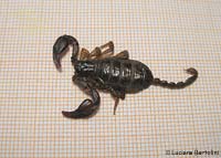 Euscorpius italicus