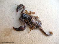 Euscorpius italicus, scorpione italiano