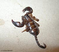 Scorpione Euscorpius italicus