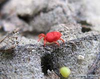 Trombidium rosso