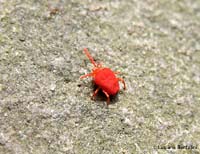 Genere Trombidium