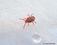 Genere Trombidium
