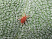 Trombidium sp.