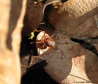 Acaro famiglia Erythraeidae
