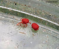 Due Trombidium sp.