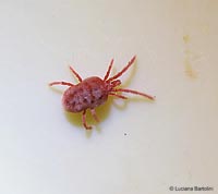 Trombidium holosericeum