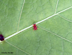 trombidium sp.