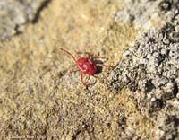 acaro rosso simile al ragnetto rosso