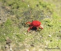 Acaro trombidium color rosso acceso