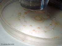 Digital microscope su acari