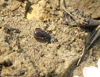 zecca Ixodes ricinus