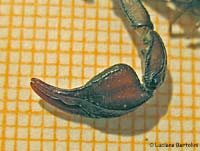 I pedipalpi dello scorpione Euscorpius italicus