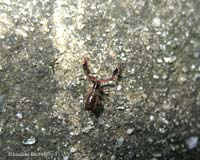 pseudoscorpione