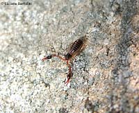 pseudoscorpione