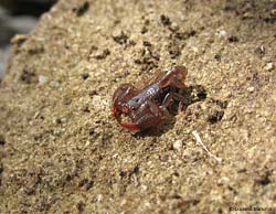 Euscorpius sp. lo scorpione italiano