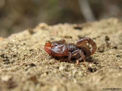 lo scorpione italiano Euscorpius sp.