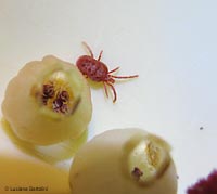 trombidium sp. con fiore di Corbezzolo